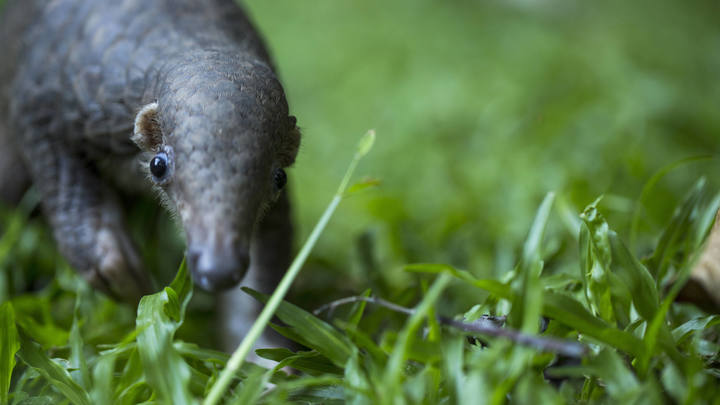 Между летучей мышью и человеком: Учёные назвали промежуточного хозяина коронавируса