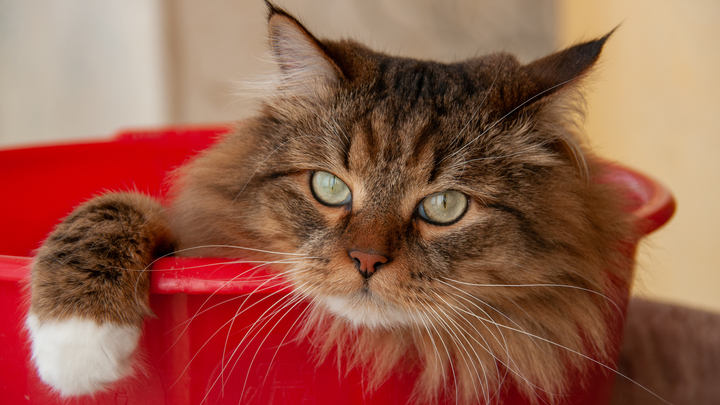 Кот и лошадь провели под завалами в Турции 21 день. И выжили