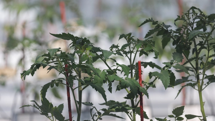 Лунный посевной календарь на 31 января 2025: советы садоводам и огородникам