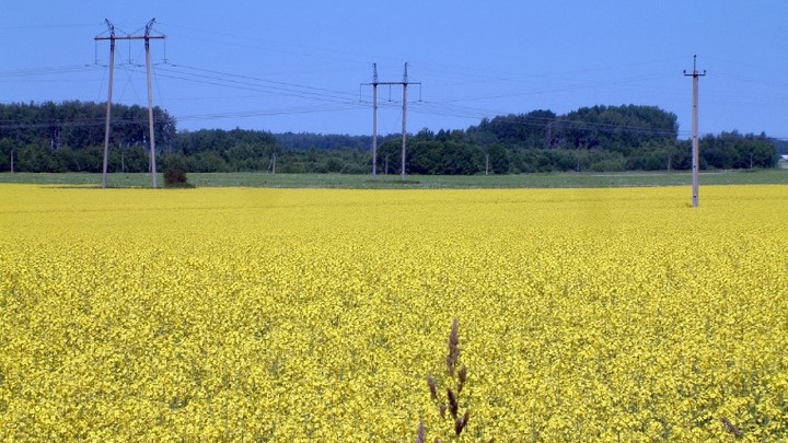 Штаты не отменят санкции из-за украинского зерна. Politico: Это вымогательство