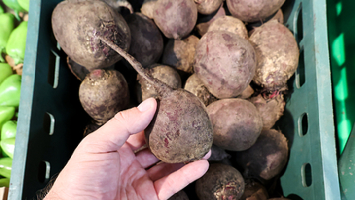 Сахарной свеклы не хватает: фермеры Кубани заявили о дефиците семян