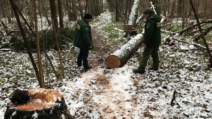 Житель Истры за две срубленные березы получил реальный срок