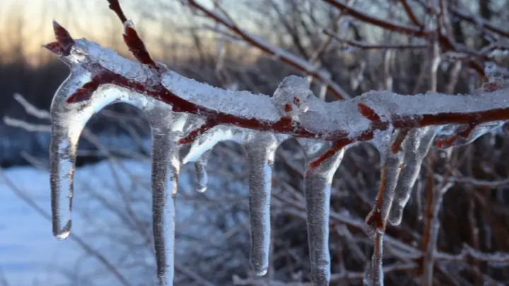 На юге и востоке Подмосковья провода и деревья покроются коркой льда