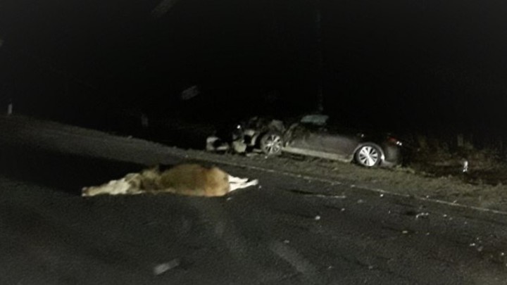 Пять человек пострадали в ДТП из-за лося на трассе Р-132 в Ивановской области