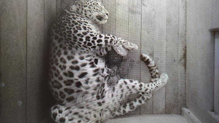 Снова пополнение: в Сочи в семье леопардов родились два котенка