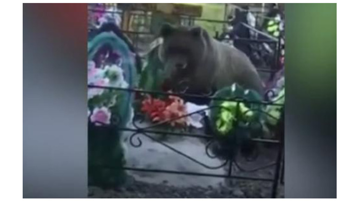 Видео с убитым на кладбище медведем снято не в Кузбассе