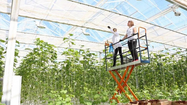 На Кубани разработали меры поддержки для малого и среднего аграрного бизнеса