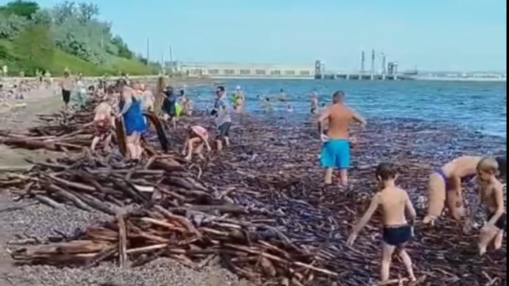 Берега Обского моря в Новосибирске завалило древесиной из-за паводка