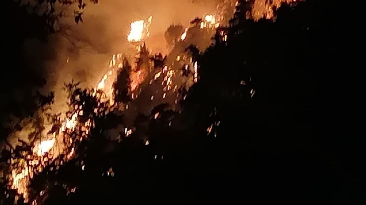 Полиция разыскивает подозреваемых в поджоге леса в бухте Инал