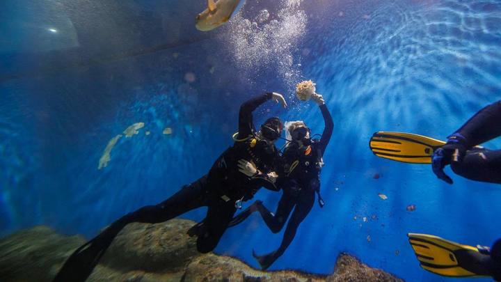 В Москве влюблённые поженились под водой среди акул