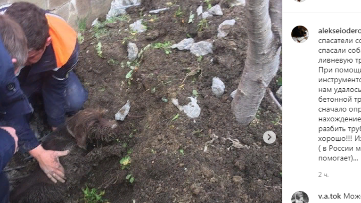 В Новороссийске спасатели более четырех часов освобождали собаку, застрявшую в ливневке