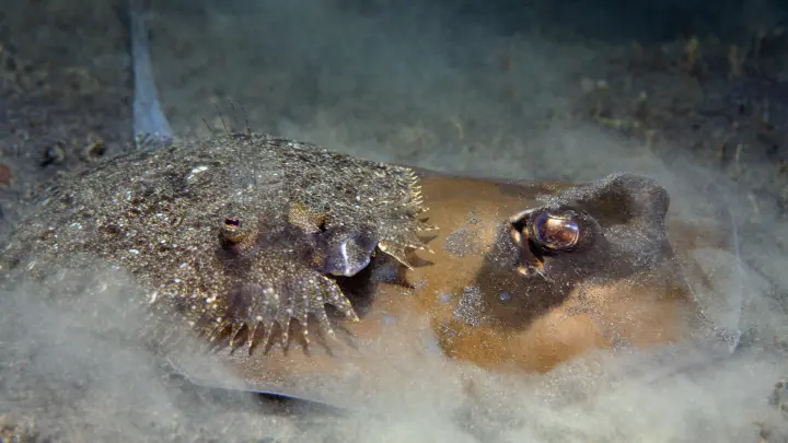 Камбала-призрак: Что увидели на дне Марианской впадины первые добравшиеся туда люди