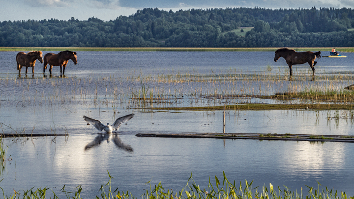 Почти как люди: одичавшие лошади живут семьями и сообществами