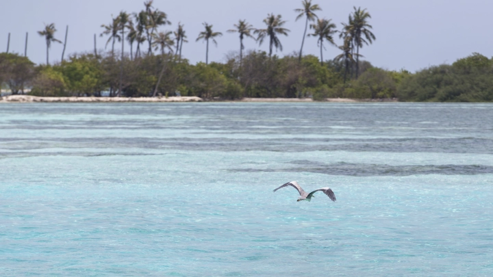 New Atlas: ученые ищут, как предотвратить мегацунами в 20 этажей