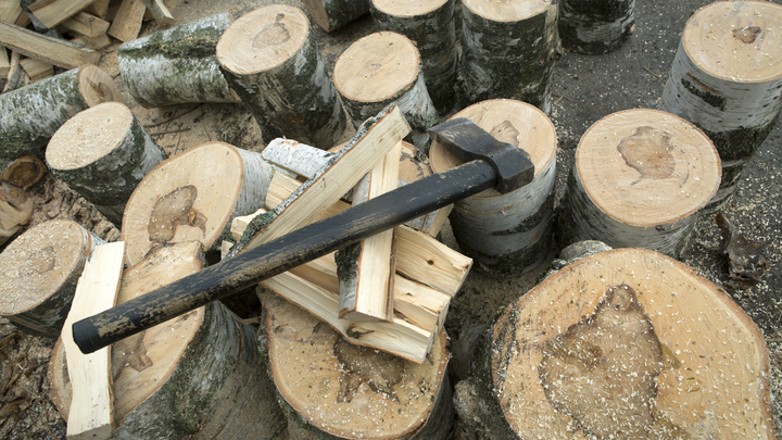 Жителю Краснодара грозит семь лет тюрьмы за рубку деревьев на дрова