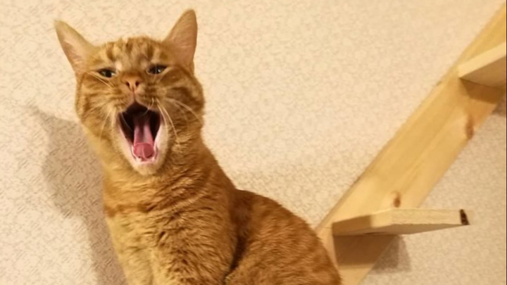 Рыжий кот покорил Tik Tok: пушистик из Новороссийска «заработал» миллион после ролика о вакцинации