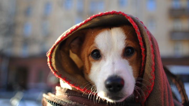 Комплект Капустка: Тёплые вещи европейцев вызвали улыбку у русских