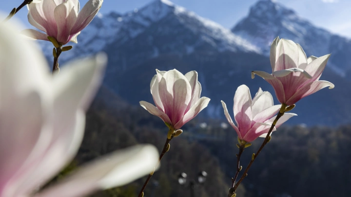 9 Мая на Роза Хутор и Газпром Поляна: программа праздничных мероприятий на курорте