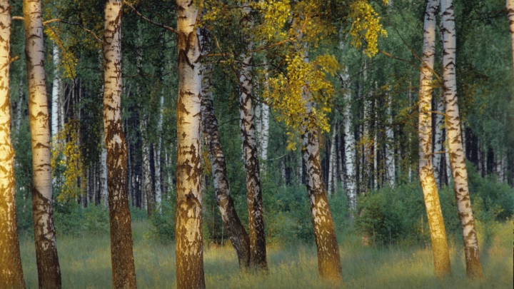 День Еремея Запашника - уборка подождёт: Что можно и нельзя делать 14 мая - народные приметы