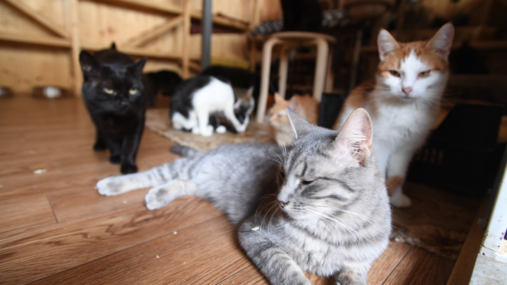 Волонтеры ищут хозяев 30 кошкам, которые живут у 80-летней бабушки в Нижнем Тагиле