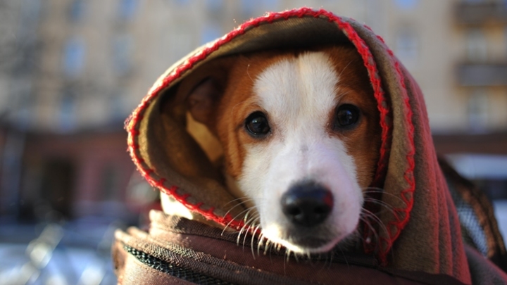 До +1 градуса, гололед и туманы ожидаются в Кузбассе в воскресенье, 24 декабря