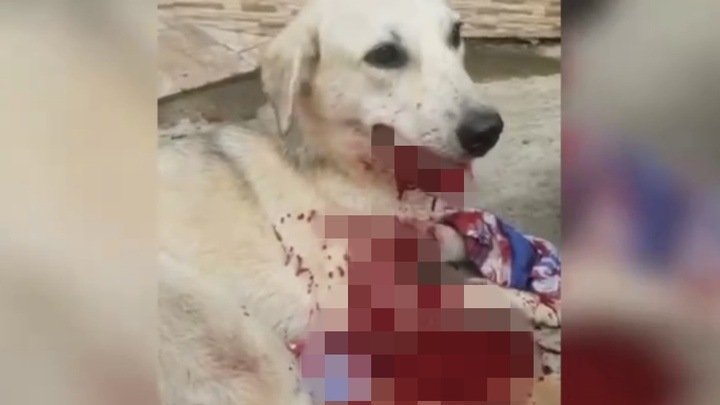 В Сочи неизвестный избил битой собаку, которую переехала машина. Животное пришлось усыпить