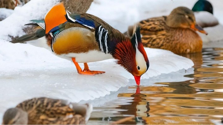 Редкие виды возвращаются в Москву: Каких птиц заметили биологи в этом году