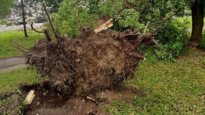 В Ивановской области снесённое ветром дерево убило мопедиста
