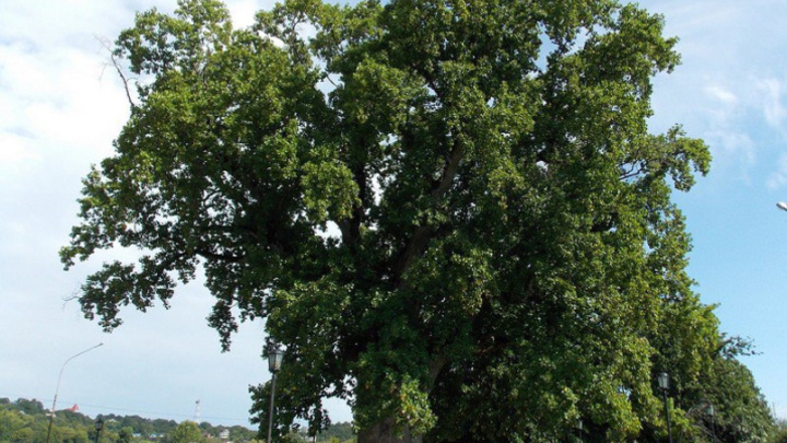 В Сочи спасают 255-летнее тюльпановое дерево, пострадавшее во время урагана