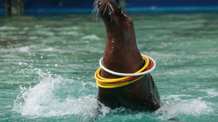 Останутся плавать: В нижегородский дельфинарий нагрянул Россельхознадзор