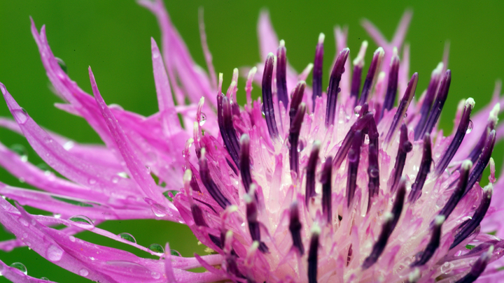 Народные приметы на Мефодия Перепелятника 3 июля: достаём ружья и идём за чертополохом