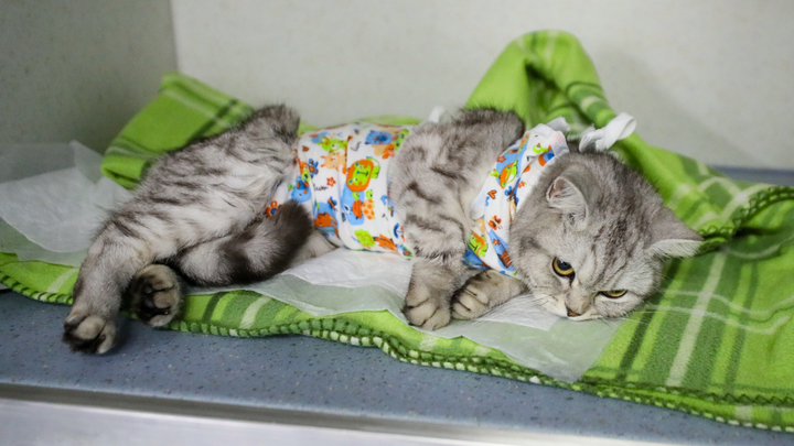 Американские ученые создали ГМО-вакцину для временной стерилизации кошек без операции