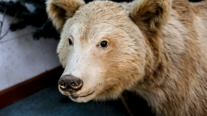 Думали, щенок, а оказался - медвежонок. Две сибирячки нашли в лесу животное и передали волонтёрам. Однако делать это было нельзя