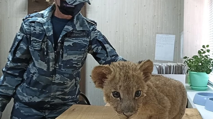 Челябинский Айболит снова спасает львенка, которого хотят заставить батрачить в цирке