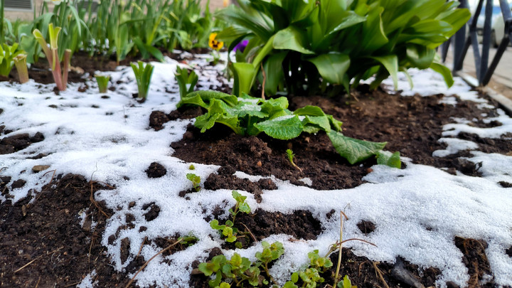 Объёмы ущерба уточняются: В Липецкой области ввели режим ЧС в сельском хозяйстве из-за заморозков