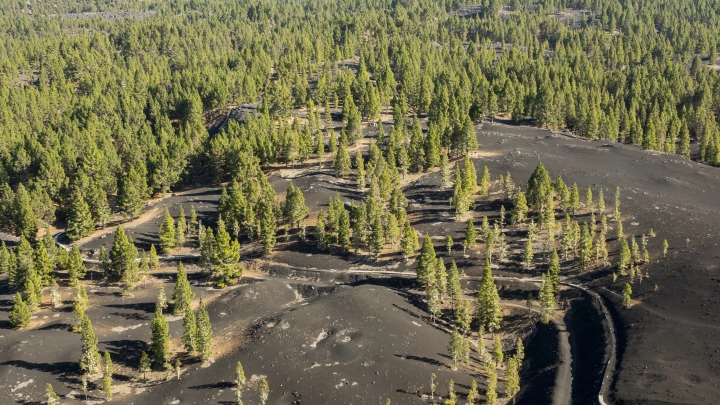 Финны уже рубят. Без русских пришлось идти на отчаянный шаг
