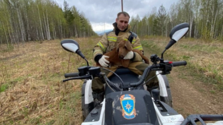 В Свердловской области фермеры взяли на воспитание спасённого на пожаре лосёнка