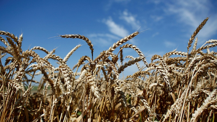 На Кубани экспорт муки за год увеличился вдвое