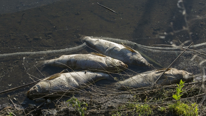 Сотни трупов на берегу: в Самарской области в пруду задохнулась рыба Сотни трупов на берегу: в Самарской области в пруду задохнулась рыба