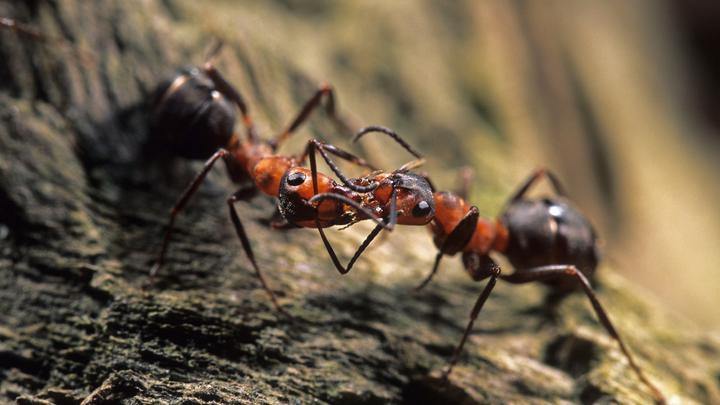 Тропические древоточцы и капканчик: В посылке из Таиланда обнаружили подозрительную живность