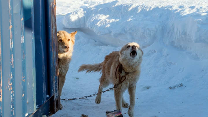 Дворник героически спас мальчика от дикой своры собак