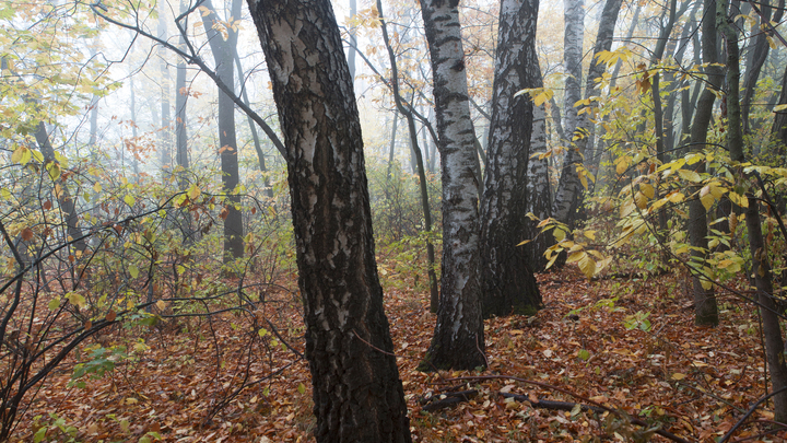 В Ленобласти завод забетонировал лес