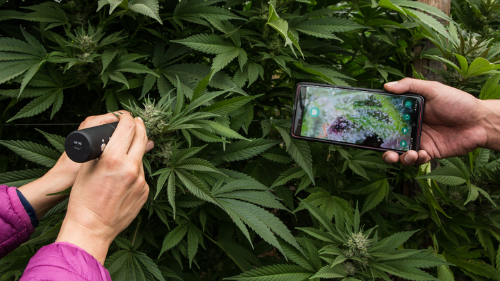 Только для взрослых. В Эстонии появились специфические чипсы. Но пугает не это