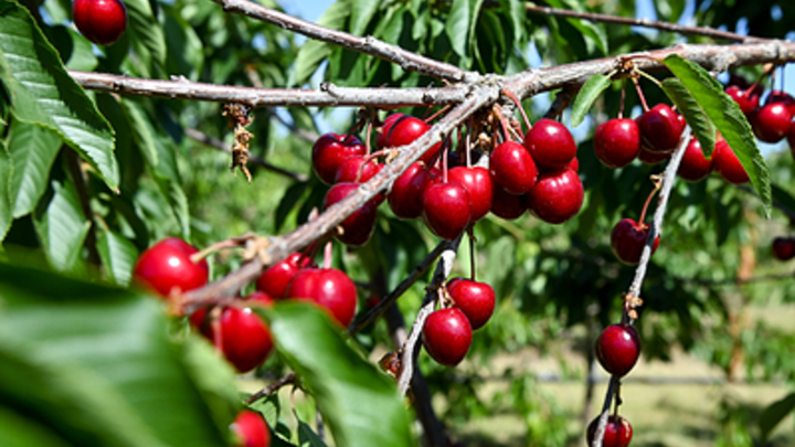 В Москве начали продавать мелитопольскую черешню