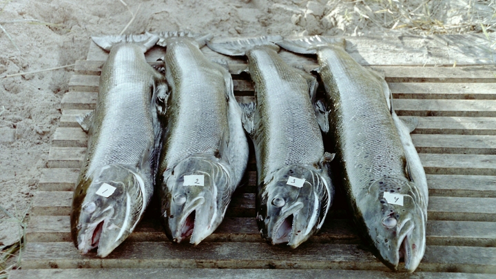 Путь дешёвой рыбе на прилавки открыт? Россия приняла долгожданное решение