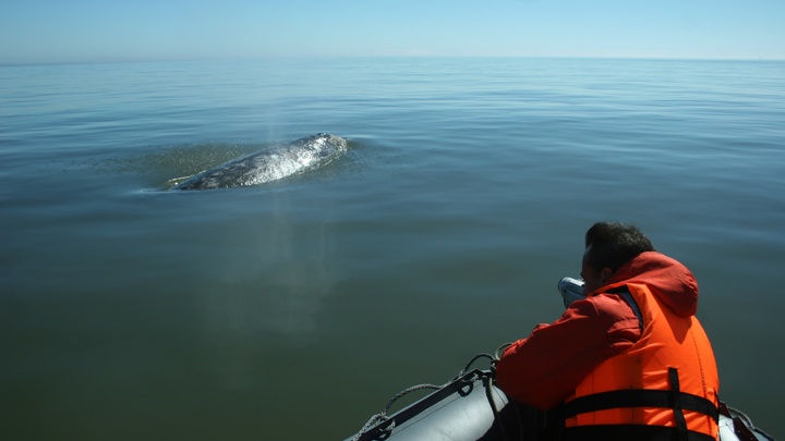 Русский учёный оценил тайну морского чудовища Хафгуфа