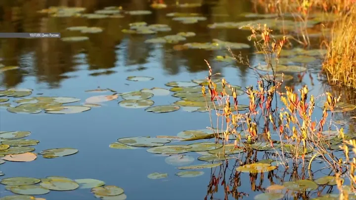 Видео: женщина в Мексике схватила крокодила, приняв его за корягу
