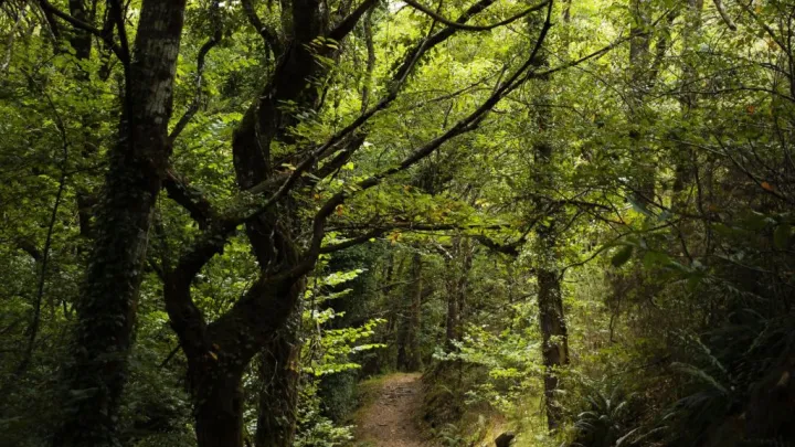 Предпосылок для побега не было: СК раскрыл новые подробности пропажи семьи Усольцевых Предпосылок для побега не было: СК раскрыл новые подробности пропажи семьи Усольцевых