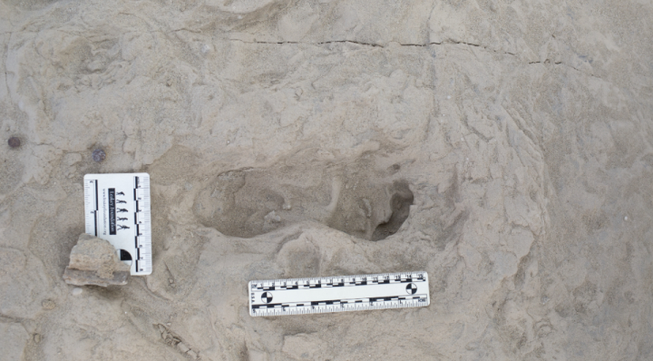 В Кении нашли подтверждение сосуществования парантропов и прямоходящих людей