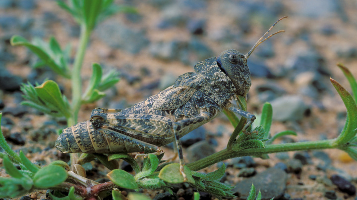 Жители Приморско-Ахтарского района жалуются на нашествие саранчи